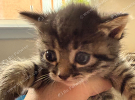 Kittens and mum