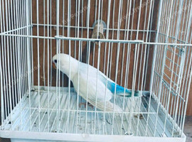 Baby love birds