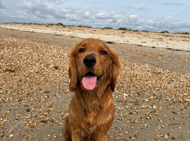 3 years old male for rehoming