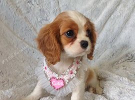 Beautiful cavalier puppies
