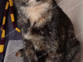 FREE 10 month old Tortoiseshell female