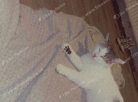 Kittens