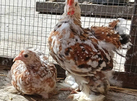 Millefleur Pekin Pair and Trio available