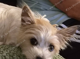For Sale - Yorkie/Pom Puppies - &pound;850.00