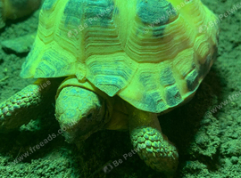 HORSEFIELD TORTOISES 2 YEARS OLD