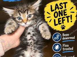 Part Maine coon/ part bengal cats
