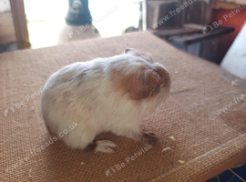 Available to reserve sows ( girls)