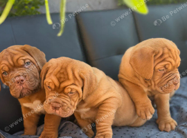 KC Registered Dogue de Bordeaux pups with champions