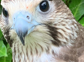 Male gyr-saker