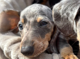 Miniature dachshunds
