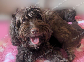 Rare chocolate cavapoos