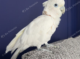 Ducorps&rsquo;s Cockatoo (Solomons Corella)