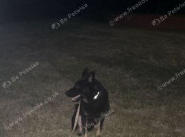 Male German Shepard dog