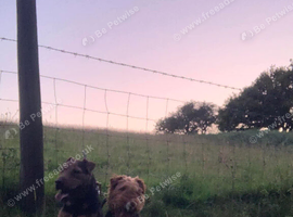 Welsh terrier