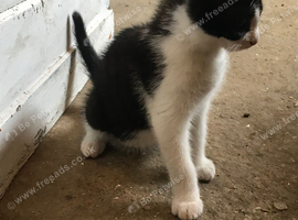 Beautiful farm kittens available