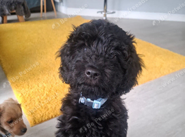 16 week old black cockapoo  for sale