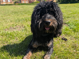 Black and tan male cockerpoo