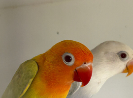 Fallows and split fallows for sale