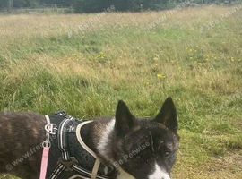 Female American akita