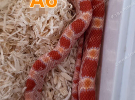 Baby Amelanistic corn snakes