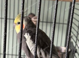 2 year old cockatiel looking for a new home.