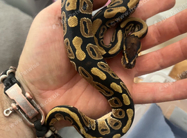 Baby ball python