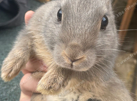 Two stunning mini Rex buck