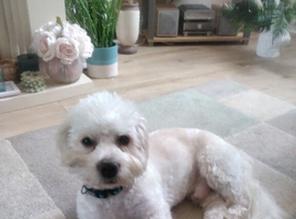 11‑Month‑Old Shihpoo Looking for His Perfect Person