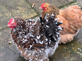 Lovely Pekin Batam for sale
