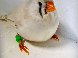 Pair of zebra finches & 3 babies