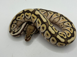 Ball python and enclosure