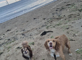 Cocker spaniel x chihuahua x puppies.