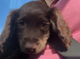 Beautiful cocker spaniel