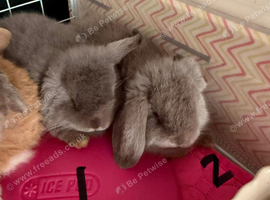 2 Lilac Pure Mini Lop Does - Ready 11th July!