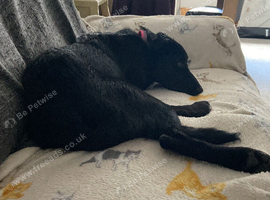 6 month old black Border Collie