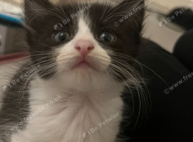Litter of 4 kittens