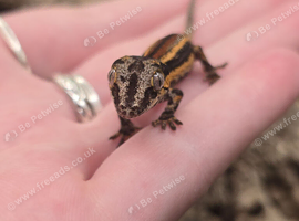 Baby gargoyle geckos for sale!