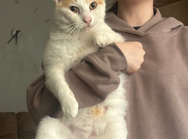Gorgeous 2 year old boy looking for a new home