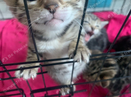 Tabby kittens