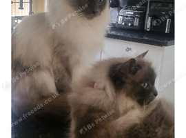 Beautiful male ragdoll kittens