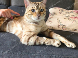 SNOW BENGAL. For STUD