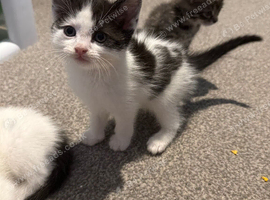 Kittens looking for homes
