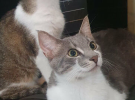 Greek Born Grey Tabby Cat Male Neutered