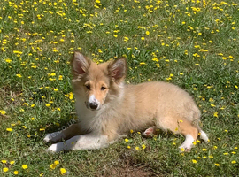 Beautiful 15 weeks old rough sable puppy