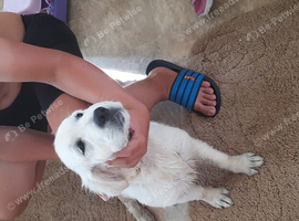 Golden retrievers girl kc reg