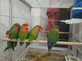 Peach faced lovebirds