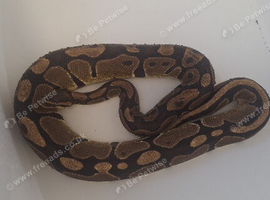 Female ball pythons