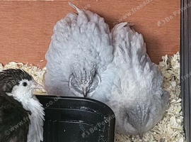 Button quail (Males) Free to good home