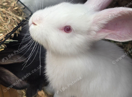 Continental Giant Rabbit Kits &ndash; Available for Booking