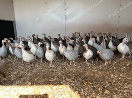 Guinea fowl keets